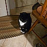 Boots is registered to the contest to win money with this photo: cat, black_and_white, indoor, floor, rug, tile_floor, chair, wooden_chair, food_bowl, pet, animal, feline, sitting, quiet, shadow, door, home, cozy, waiting, domestic