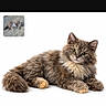 animal, cat, cute, domestic_animal, ears, feline, fluffy, fur, isolated, looking_at_camera, lying_down, mammal, paws, pet, portrait, small_inset, text_overlay, website, whiskers, white_background