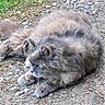Smokey is registered to the contest to win money with this photo: animal, cat, close_up, curious, dirt_path, ears, feline, fluffy, fur, grass, gray_cat, green_eyes, nature, outdoor, paw, pet, resting, rocks, whiskers, wildlife