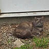 animal, calm, cat, closeup, daylight, feline, fur, grass, gray_cat, ground, mammal, nature, outdoor, pet, quiet, resting, rocky_ground, sleeping, small_animal, wildlife