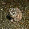alert, alone, animal, cat, curious, ears, eyes, fluffy, fur, gray_cat, ground, nature, night, outdoor, pet, rocks, shadow, sitting, whiskers, wildlife