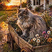 Smokey joined the competition — help win amazing prizes! cat, fluffy_cat, wooden_cart, wildflowers, sunset, countryside, rustic, garden, nature, outdoor, animal, pet, flora, vintage, rural, house, greenery, warm_light, peaceful, scenic