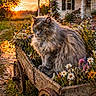 cat, fluffy_cat, wooden_cart, wildflowers, sunset, countryside, rustic, garden, nature, outdoor, animal, pet, flora, vintage, rural, house, greenery, warm_light, peaceful, scenic