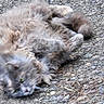 Smokey is registered to the contest to win money with this photo: animal, carnivore, cat, closeup, feline, fluffy, fur, green_eyes, grey_fur, mammal, nature, outdoor, paws, pet, playful, relaxed, rocky_ground, rolling, whiskers, wildlife
