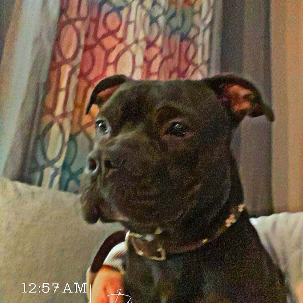 Vagas joined the competition — help win amazing prizes! accessories, animal, boxer, bulldog, canine, curtain, dog, face, frenchbulldog, head, hound, indoors, labradorretriever, person, pet, photography, pitbull, portrait, pug, puppy