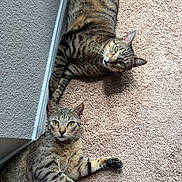 Moose And Pepe is registered to the contest to win money with this photo: animal, carpet, cat, ears, feline, floor, green_eyes, indoor, looking_up, natural_light, paws, pet, relaxed, resting, striped, tabby_cat, texture, two_animals, wall, whiskers