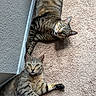 animal, carpet, cat, ears, feline, floor, green_eyes, indoor, looking_up, natural_light, paws, pet, relaxed, resting, striped, tabby_cat, texture, two_animals, wall, whiskers