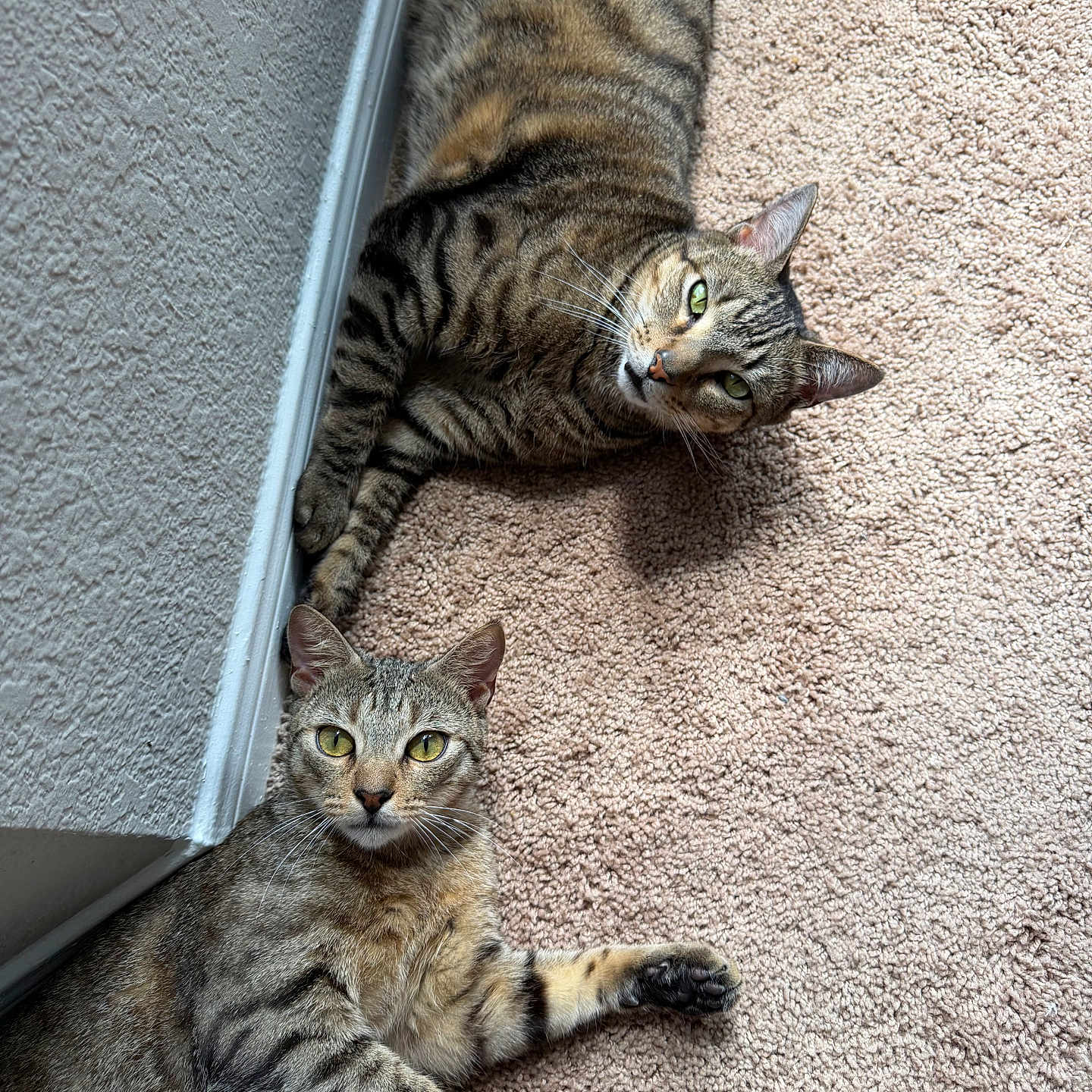 Moose And Pepe