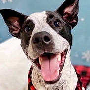 Buster is registered to the contest to win money with this photo: dog, black_and_white, happy, tongue_out, ears, collar, red_plaid, close_up, portrait, smiling, pet, animal, canine, indoor, background, snowflake, holiday, cheerful, cute, friendly