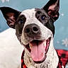 dog, black_and_white, happy, tongue_out, ears, collar, red_plaid, close_up, portrait, smiling, pet, animal, canine, indoor, background, snowflake, holiday, cheerful, cute, friendly