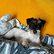 Nala participe au concours pour gagner de l'argent avec cette photo : animal, ball, bed, bedroom, canine, couch, cushion, dog, football, furniture, homedecor, indoors, pet, pillow, puppy, room, soccer, soccerball, sphere, terrier