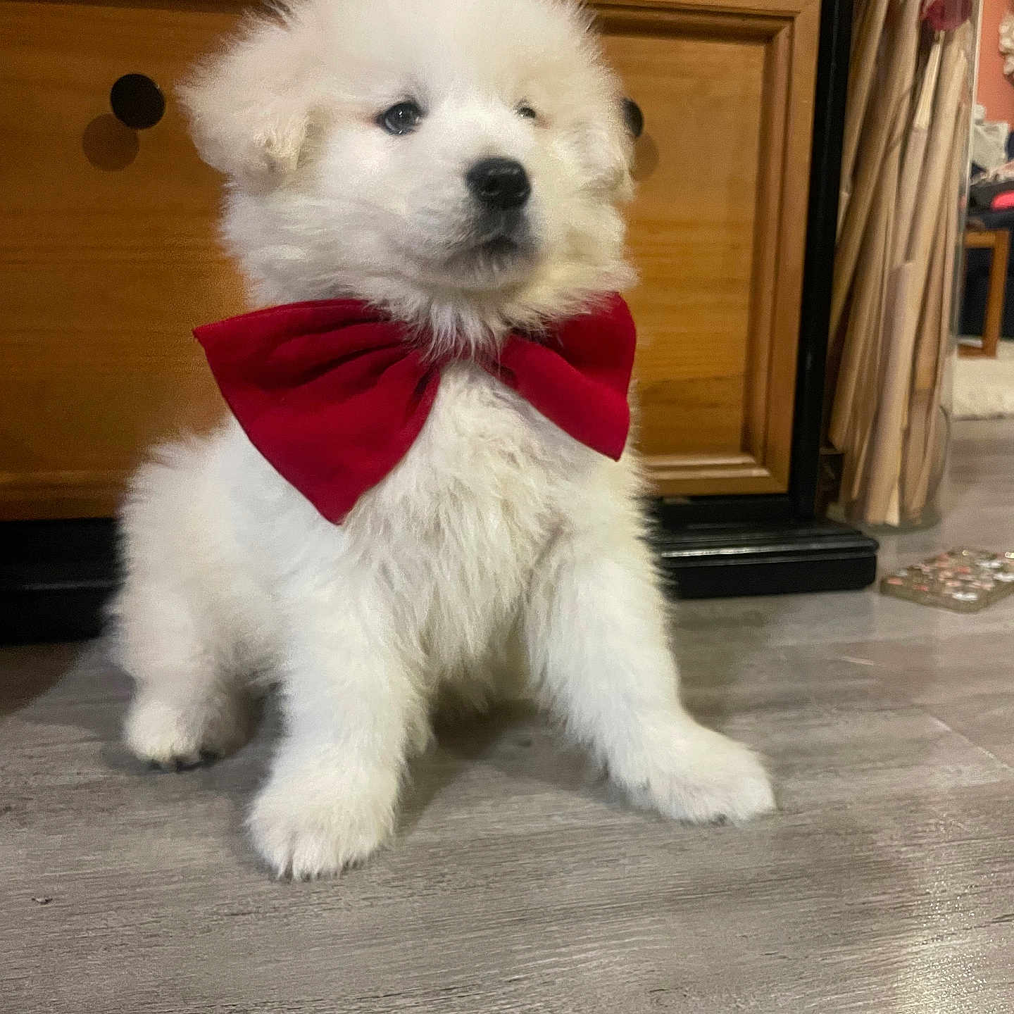 Anouc a rejoint le concours — aidez-le/la à gagner de superbes lots ! adorable, animal, bow_tie, companion, cute, dog, domestic_animal, floor, fluffy, furry, household, indoor, pet, portrait, puppy, sitting, small_dog, white_fur, wooden_cabinet, young