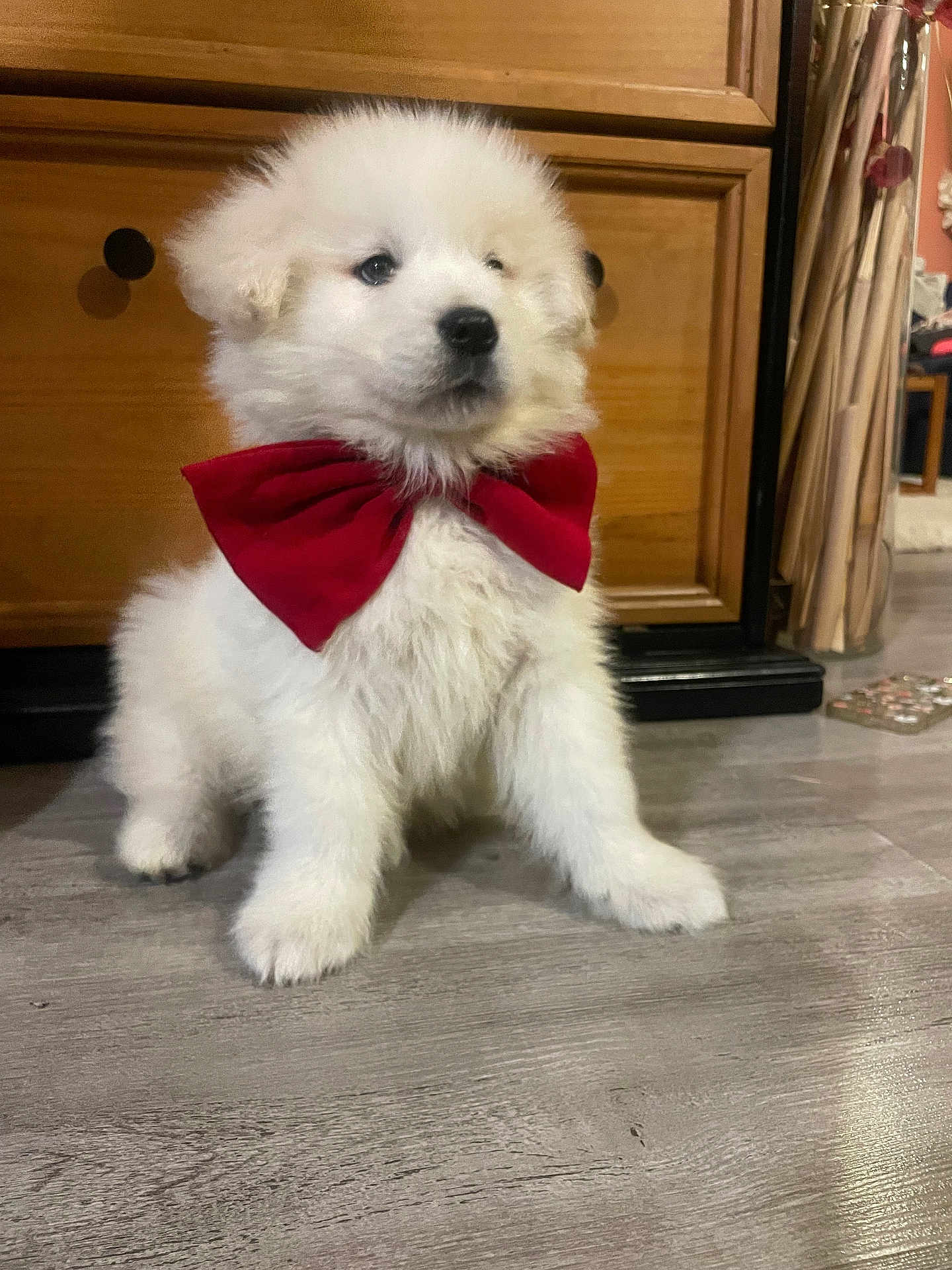 Anouc a rejoint le concours — aidez-le/la à gagner de superbes lots ! puppy, dog, white_fur, bow_tie, pet, indoor, floor, wooden_cabinet, domestic_animal, cute, fluffy, small_dog, adorable, animal, household, portrait, sitting, furry, young, companion