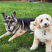 Chalo is registered to the contest to win money with this photo: dogs, german_shepherd, doodle, pets, canine, outdoors, grass, lawn, sitting, lying_down, fluffy, curly_coat, short_coat, cream_colored, black_and_tan, happy, tongue, collar, portrait, garden