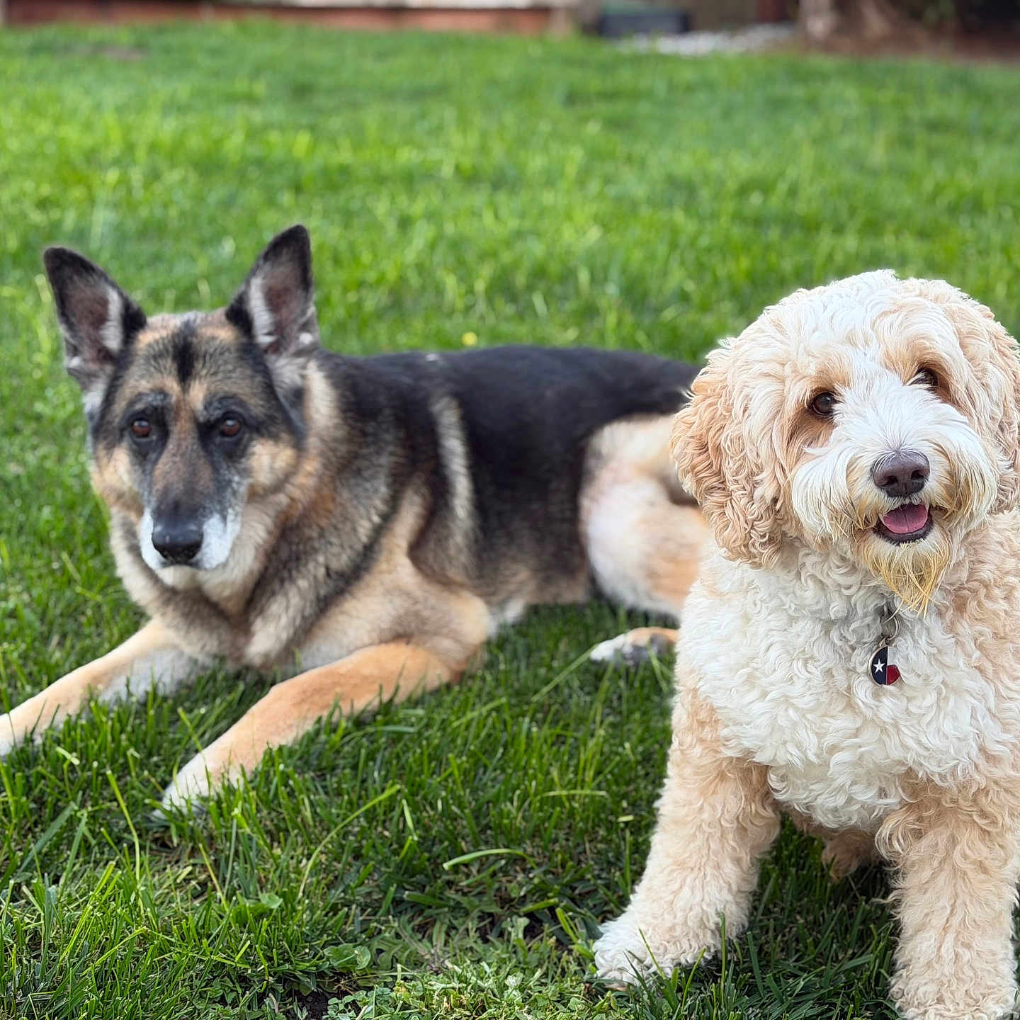 Chalo is registered to the contest to win money with this photo: dogs, german_shepherd, doodle, pets, canine, outdoors, grass, lawn, sitting, lying_down, fluffy, curly_coat, short_coat, cream_colored, black_and_tan, happy, tongue, collar, portrait, garden