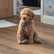 Tommy joined the competition — help win amazing prizes! animal, brown, collar, curious, curly_fur, cute, dog, domestic, flooring, fur, household, indoor, mop_bucket, pet, puppy, sitting, small_dog, wallpaper, wooden_floor, young_dog