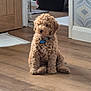 animal, brown, collar, curious, curly_fur, cute, dog, domestic, flooring, fur, household, indoor, mop_bucket, pet, puppy, sitting, small_dog, wallpaper, wooden_floor, young_dog