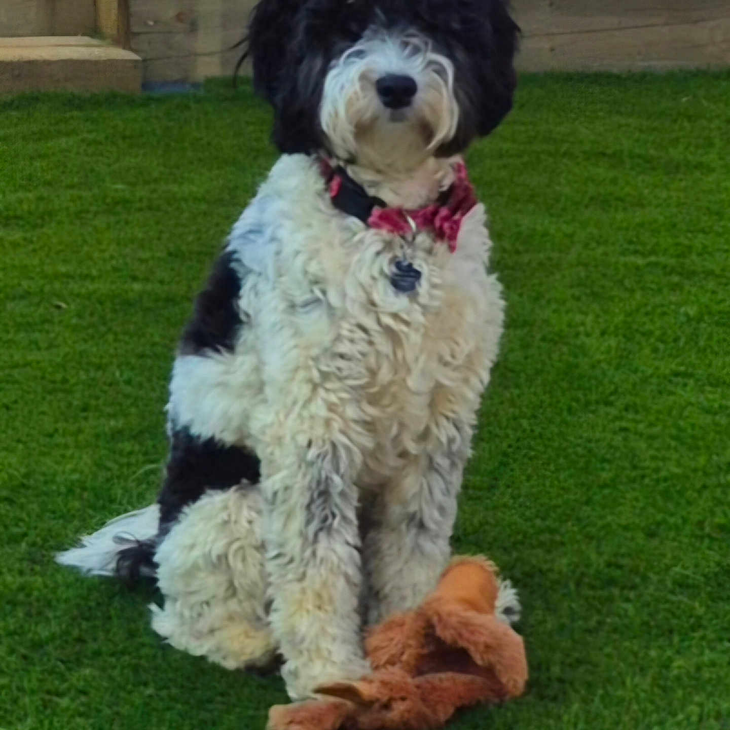 Oreo joined the competition — help win amazing prizes! animal, black_and_white, canine, collar, companion, cute, dog, domestic, fluffy, fur, garden, grass, green, leisure, outdoor, pet, playful, sitting, stuffed_animal, toy