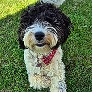 Oreo joined the competition — help win amazing prizes! adorable, animal, black_and_white, bow_tie, canine, collar, curly_fur, cute, dog, fluffy, friendly, fur, grass, lying_down, nature, outdoor, paw, pet_tag, playful, smiling