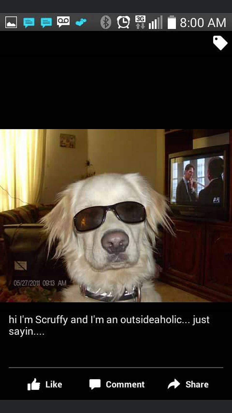 Scruffy joined the competition — help win amazing prizes! canidae, carnivore, companion_dog, dog, dog_breed, eyewear, fur, glasses, golden_retriever, humour, nose, photo_caption, photography, puppy, puppy_love, selfie, smile, snout, sporting_group, tibetan_spaniel