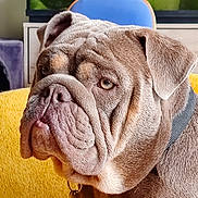 Tanos participe au concours pour gagner de l'argent avec cette photo : dog, bulldog, pet, close_up, wrinkles, yellow_couch, indoor, animal, portrait, brown_fur, collar, tag, chair, fish_tank, background, expression, face, ears, furniture, domestic