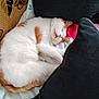 Rocky participe au concours pour gagner de l'argent avec cette photo : animal, blanket, cat, comfort, cozy, cushion, cute, domestic, fur, indoor, mammal, nap, orange_and_white, paw, pet, relaxed, resting, sleeping, soft, whiskers