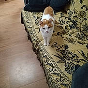 Rocky a rejoint le concours — aidez-le/la à gagner de superbes lots ! cat, orange_and_white, couch, floral_pattern, cushions, wooden_floor, indoor, pet, animal, feline, curious, standing, living_room, cozy, domestic, home, furniture, patterned_fabric, cute, small