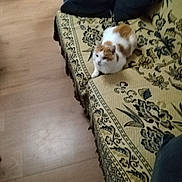 Rocky a rejoint le concours — aidez-le/la à gagner de superbes lots ! animal, blur, casual, cat, comfort, cozy, cushion, decor, domestic, furniture, home, indoor, living_room, orange_and_white_cat, patterned_fabric, pet, relaxed, resting, sofa, wooden_floor