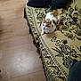 animal, blur, casual, cat, comfort, cozy, cushion, decor, domestic, furniture, home, indoor, living_room, orange_and_white_cat, patterned_fabric, pet, relaxed, resting, sofa, wooden_floor