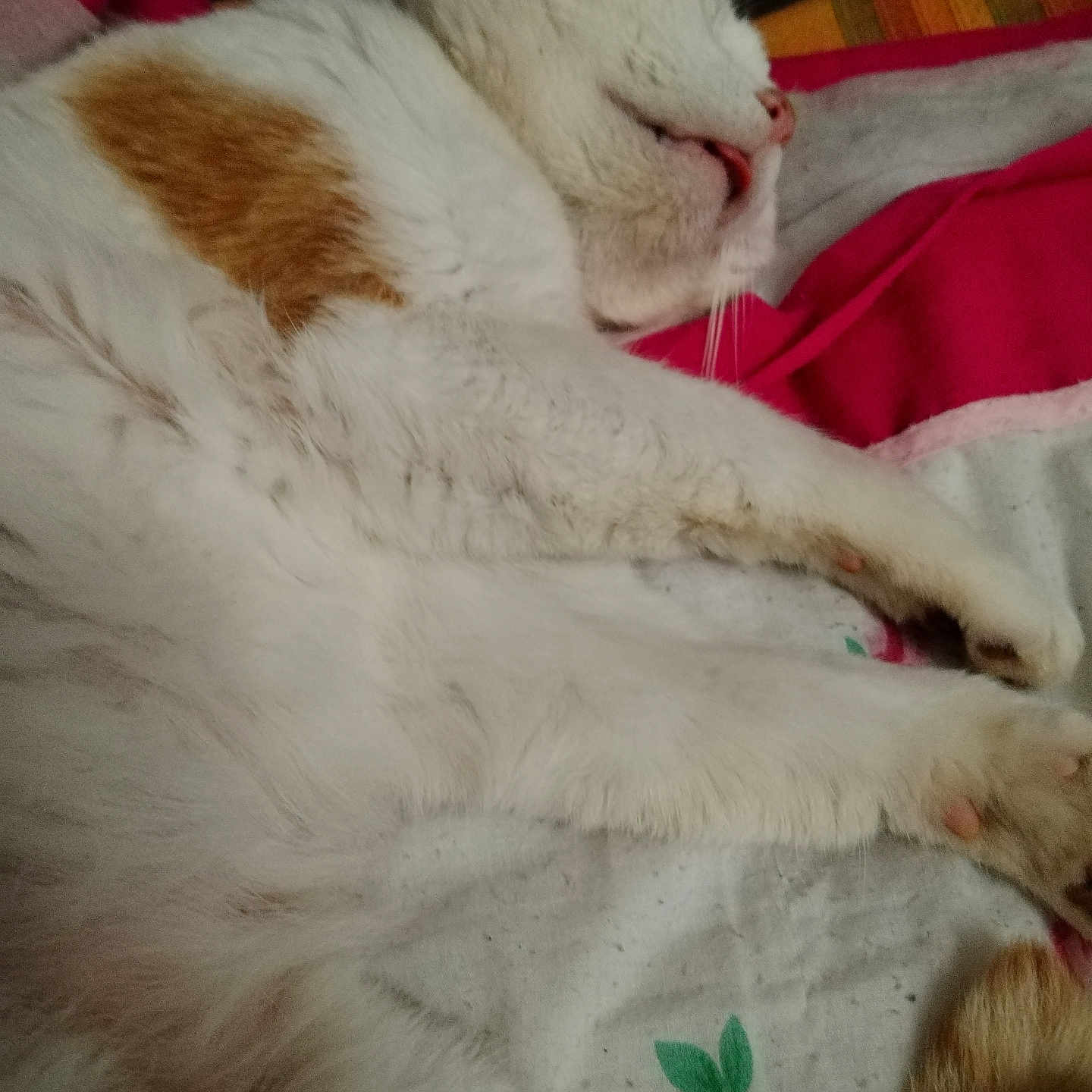 Beguineux participe au concours pour gagner de l'argent avec cette photo : cat, sleeping, lying_down, tongue_out, white_fur, orange_patch, bed, blanket, cozy, resting, pet, animal, domestic, feline, soft_texture, indoor, close_up, relaxed, cute, whiskers