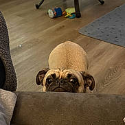 Sophia is registered to the contest to win money with this photo: dog, pug, pet, indoor, floor, couch, toy, rug, wooden_floor, curious, peeking, brown, small_dog, animal, companion, cute, face, ears, eyes, home