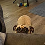 dog, pug, pet, indoor, floor, couch, toy, rug, wooden_floor, curious, peeking, brown, small_dog, animal, companion, cute, face, ears, eyes, home