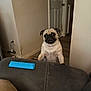 Sophia is registered to the contest to win money with this photo: dog, pug, pet, indoor, furniture, couch, remote_control, wall, door, curious, animal, brown, black, room, floor, canine, looking, standing, ears, eyes