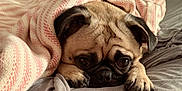 Sophia joined the competition — help win amazing prizes! dog, pug, blanket, bed, cozy, sleepy, pet, animal, cute, face, fur, ears, paw, resting, indoors, comfort, wrinkles, expression, pink, gray