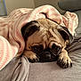 dog, pug, blanket, bed, cozy, sleepy, pet, animal, cute, face, fur, ears, paw, resting, indoors, comfort, wrinkles, expression, pink, gray