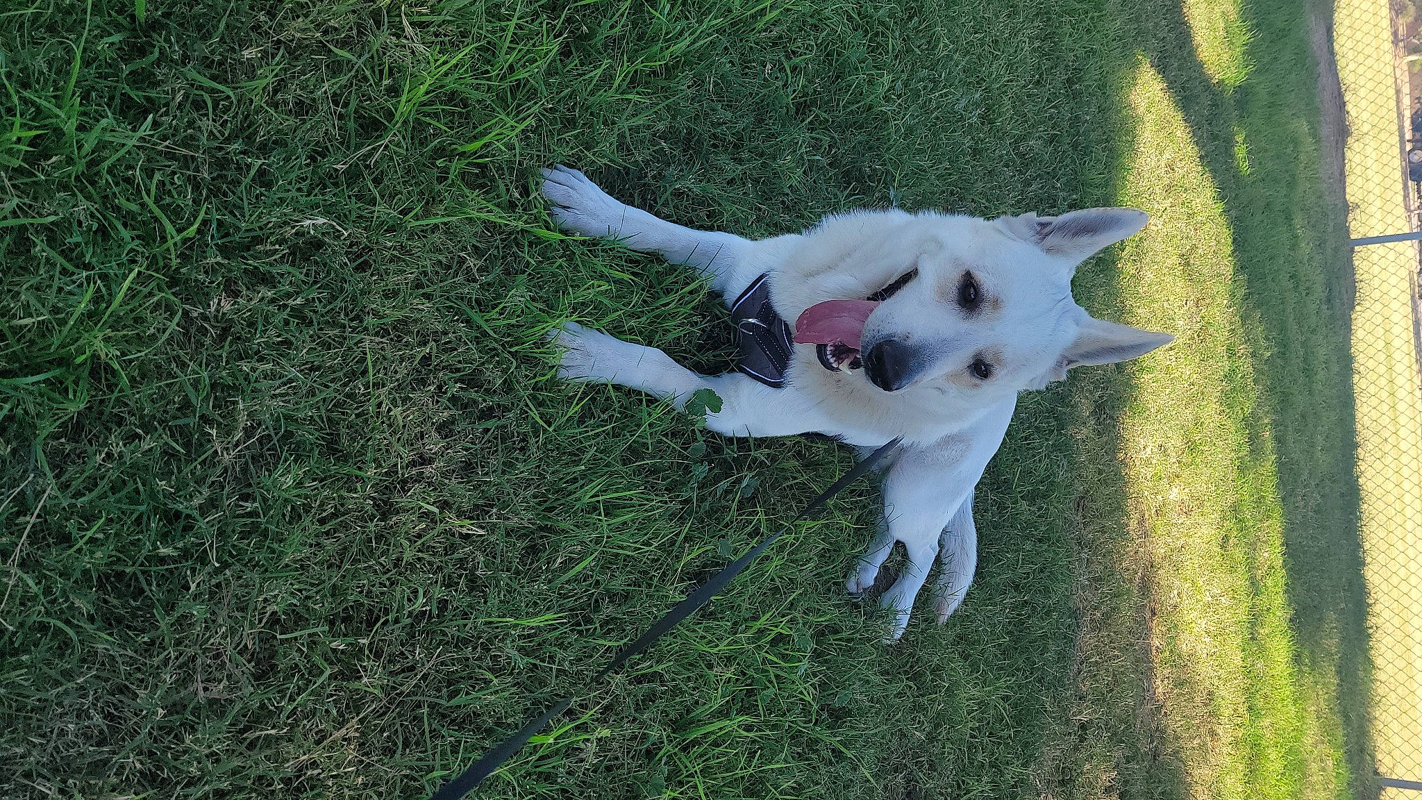 Ralph joined the competition — help win amazing prizes! canidae, carnivore, companion_dog, dog_breed, fawn, felidae, fur, grass, herbaceous_plant, lawn, non_sporting_group, paw, plant, shrub, small_to_medium_sized_cats, sporting_group, tail