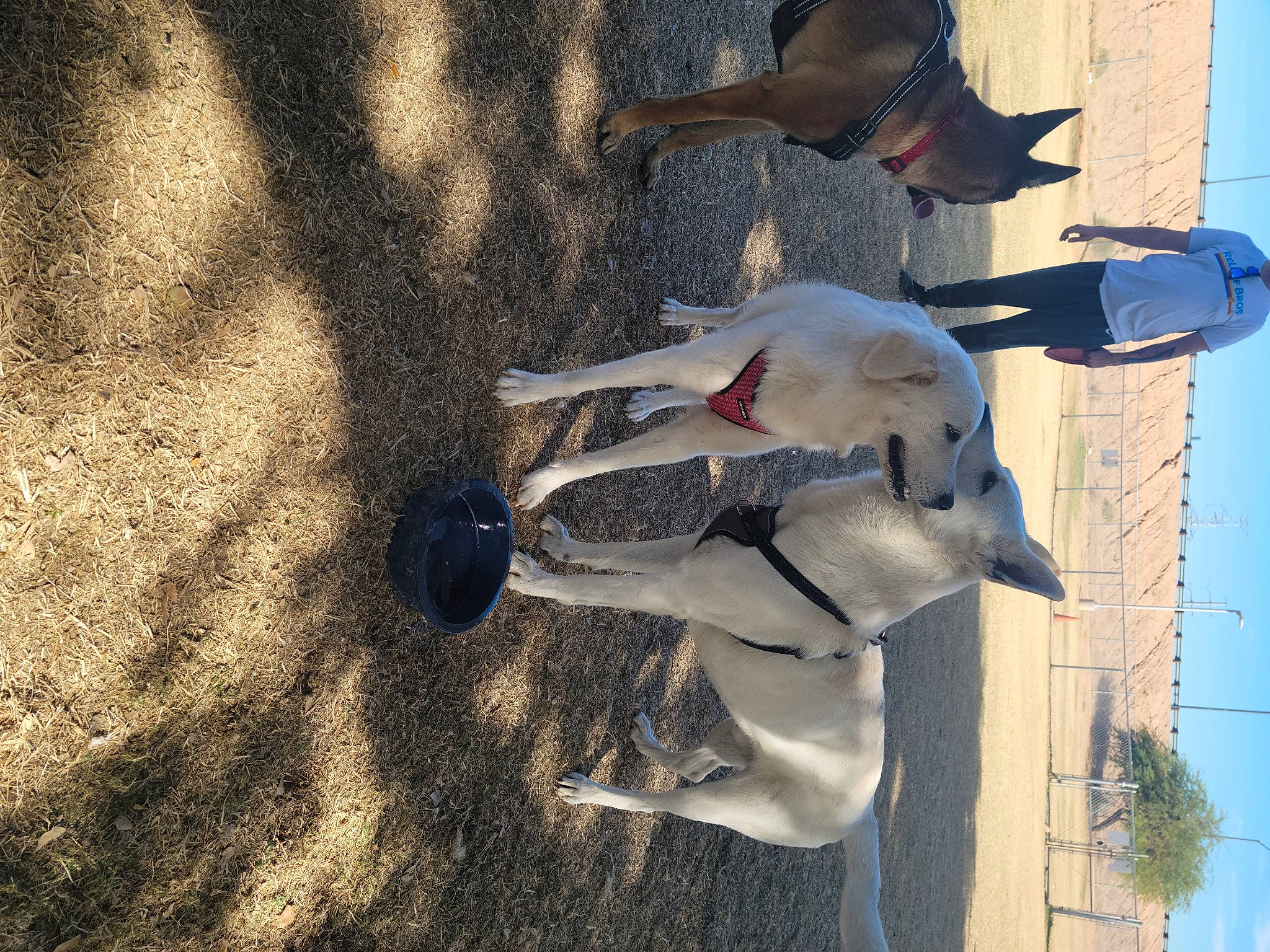 Ralph joined the competition — help win amazing prizes! carmine, fashion_accessory, fun, grass, hat, landscape, plant, recreation, shadow, sky, soil, sun_hat, tail, tree