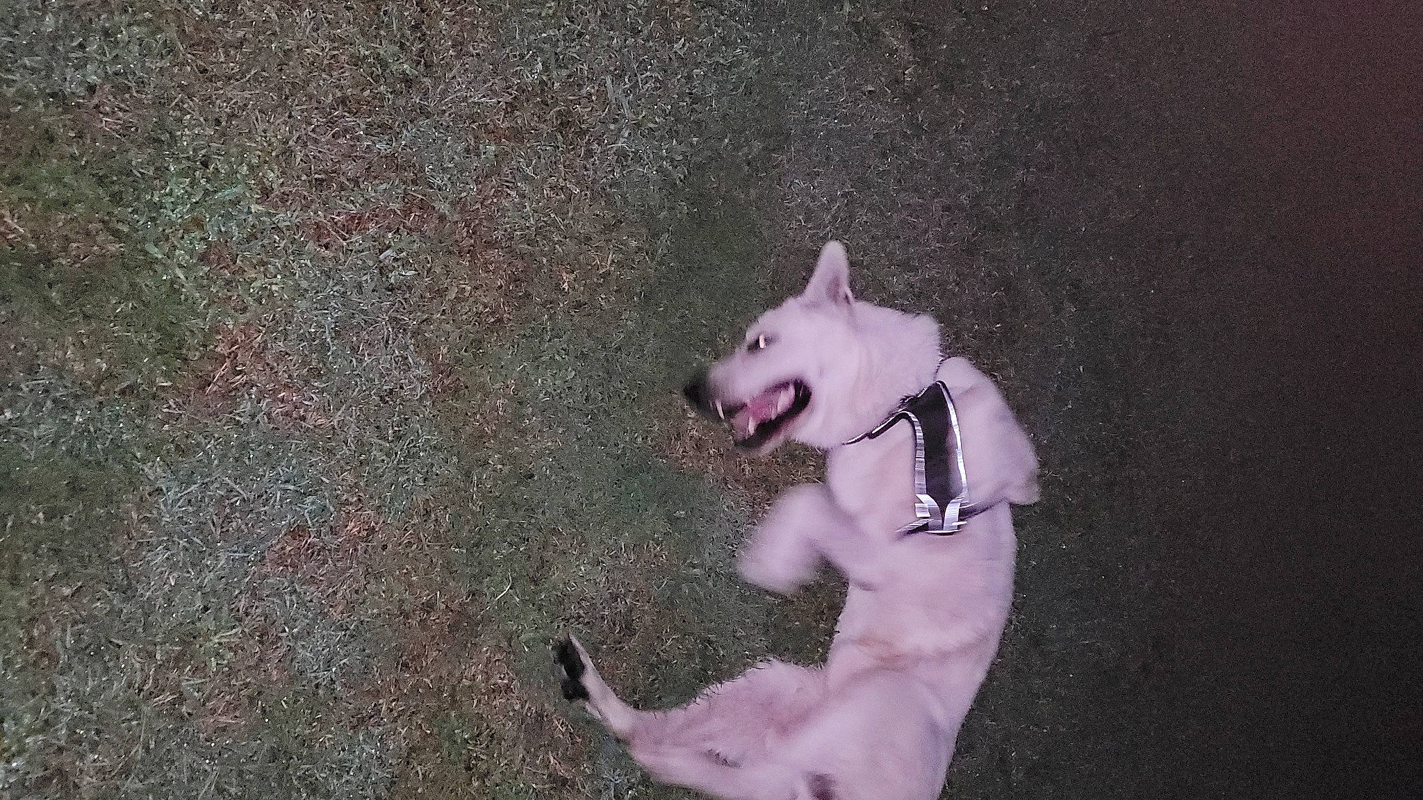 Ralph is registered to the contest to win money with this photo: ancient_dog_breeds, canidae, carnivore, collar, companion_dog, dog, dog_breed, dog_collar, fawn, fur, grass, guard_dog, leash, paw, samoyed, spitz, sporting_group, tail, whiskers, working_dog