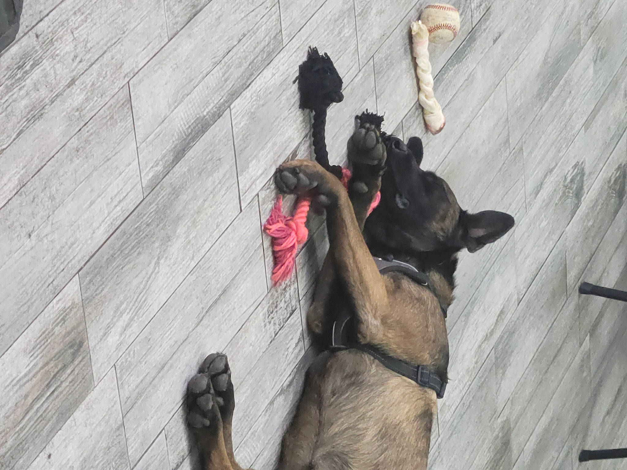 Milo is registered to the contest to win money with this photo: carnivore, collar, companion_dog, dog, dog_breed, dog_collar, dog_supply, fawn, grey, guard_dog, leash, livestock, mammal, pack_animal, pet_supply, snout, street_dog, vertebrate, wood, working_animal