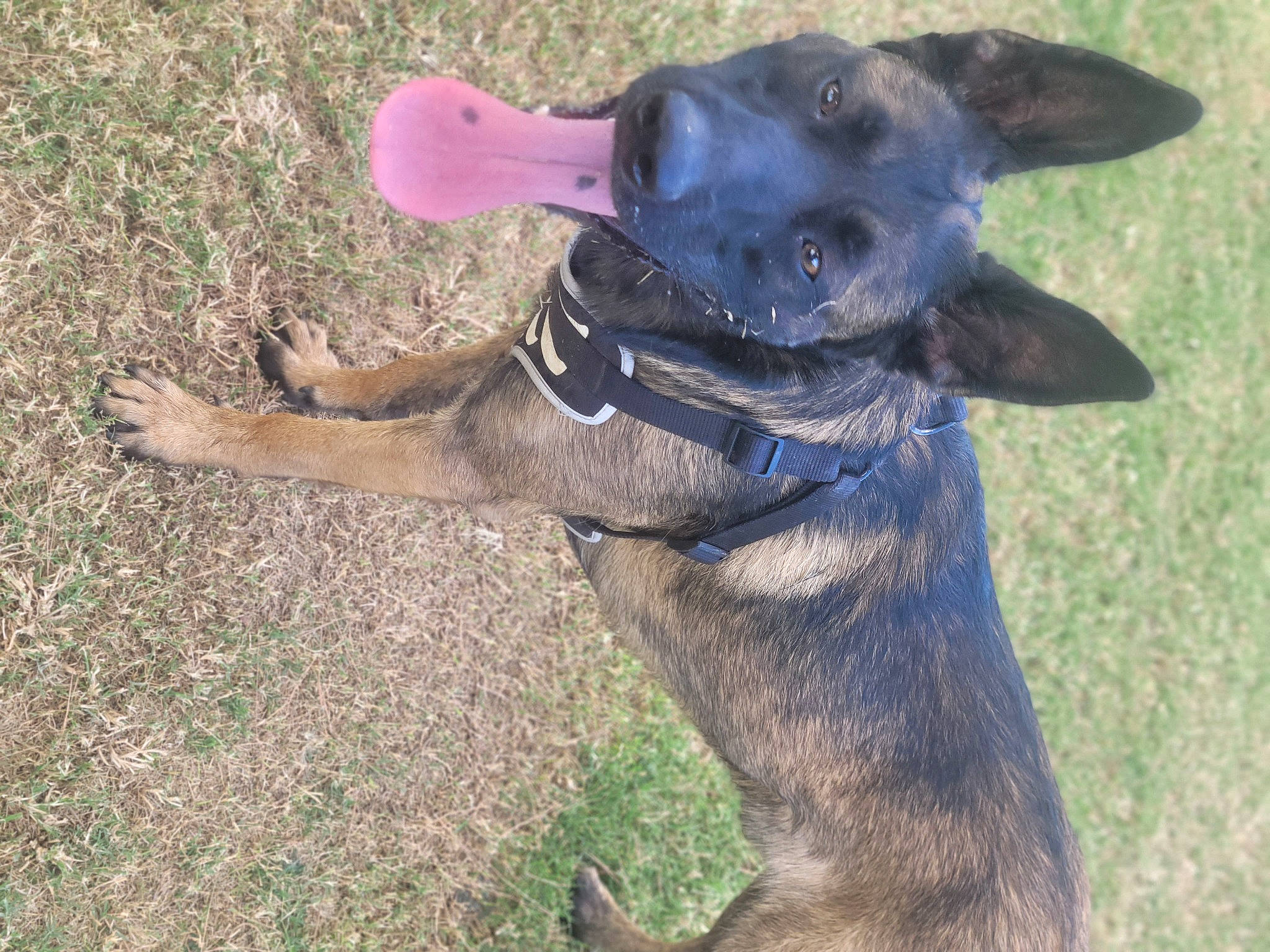 Milo joined the competition — help win amazing prizes! canidae, carnivore, collar, companion_dog, dog, dog_breed, dog_collar, dog_supply, fawn, grass, guard_dog, hat, hunting_dog, snout, soil, sporting_group, tail, terrestrial_animal, working_animal, working_dog