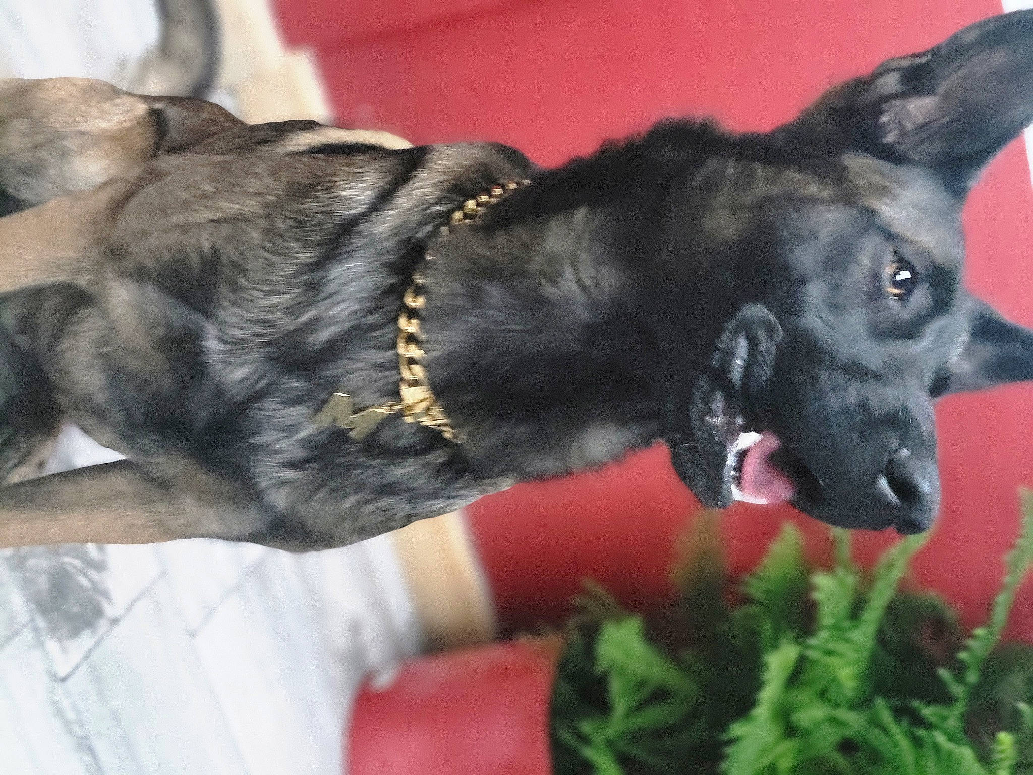 Milo joined the competition — help win amazing prizes! canidae, carmine, carnivore, collar, companion_dog, dog, dog_breed, dog_collar, ear, fawn, fur, guard_dog, non_sporting_group, plant, snout, sporting_group, tail, whiskers, working_animal, working_dog