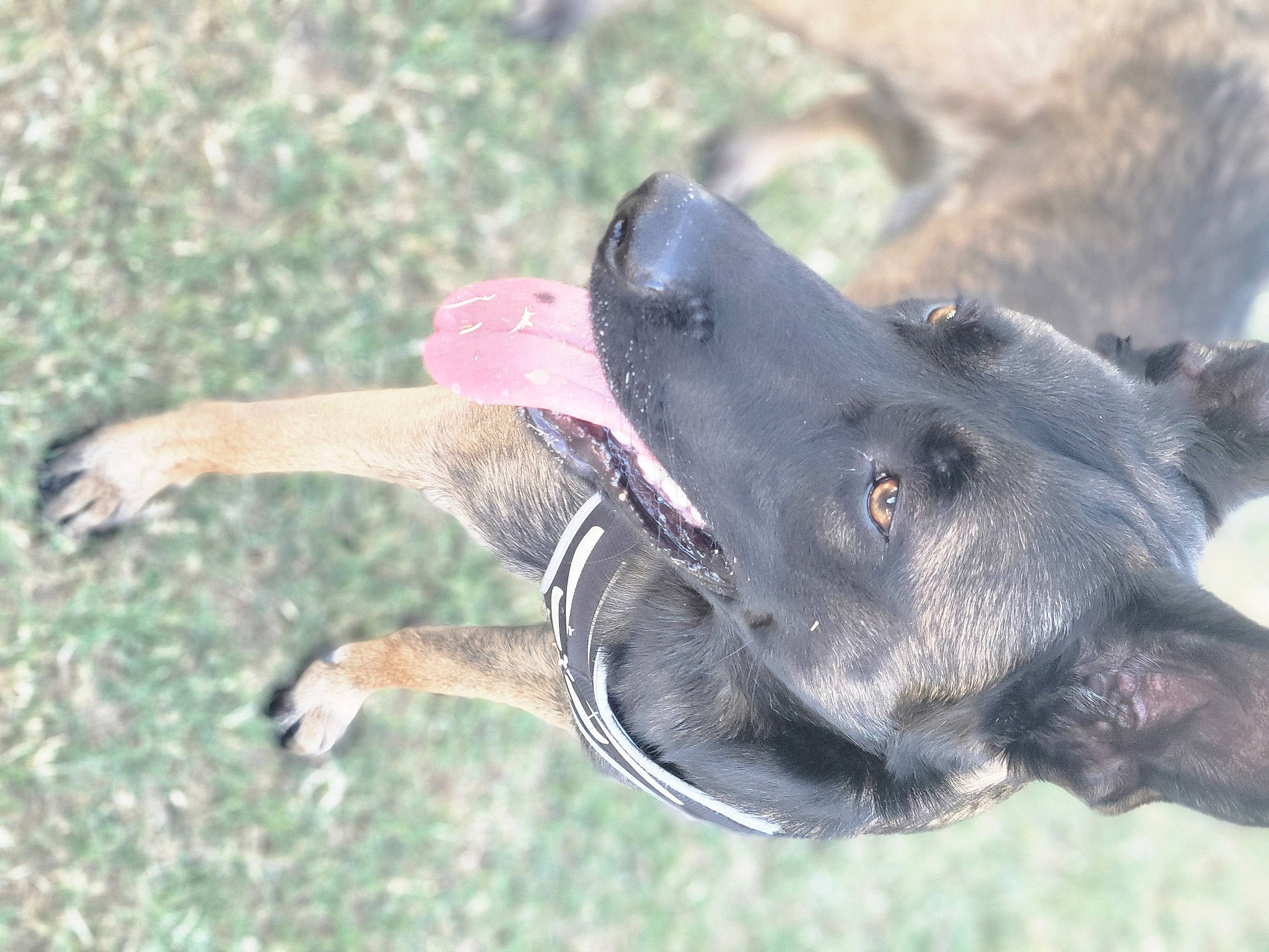 Milo joined the competition — help win amazing prizes! borador, canidae, carnivore, collar, companion_dog, dog, dog_breed, dog_collar, fawn, guard_dog, gun_dog, liver, plant, snout, sporting_group, water, whiskers, wildlife, working_animal, working_dog