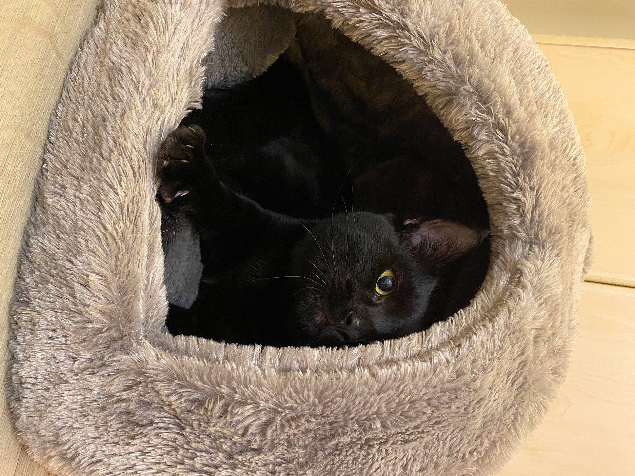 Royco a rejoint le concours — aidez-le/la à gagner de superbes lots ! black_cat, bombay, carnivore, cat, cat_bed, cat_furniture, cat_supply, comfort, felidae, fur, natural_material, pet_supply, small_to_medium_sized_cats, snout, terrestrial_animal, vertebrate, whiskers