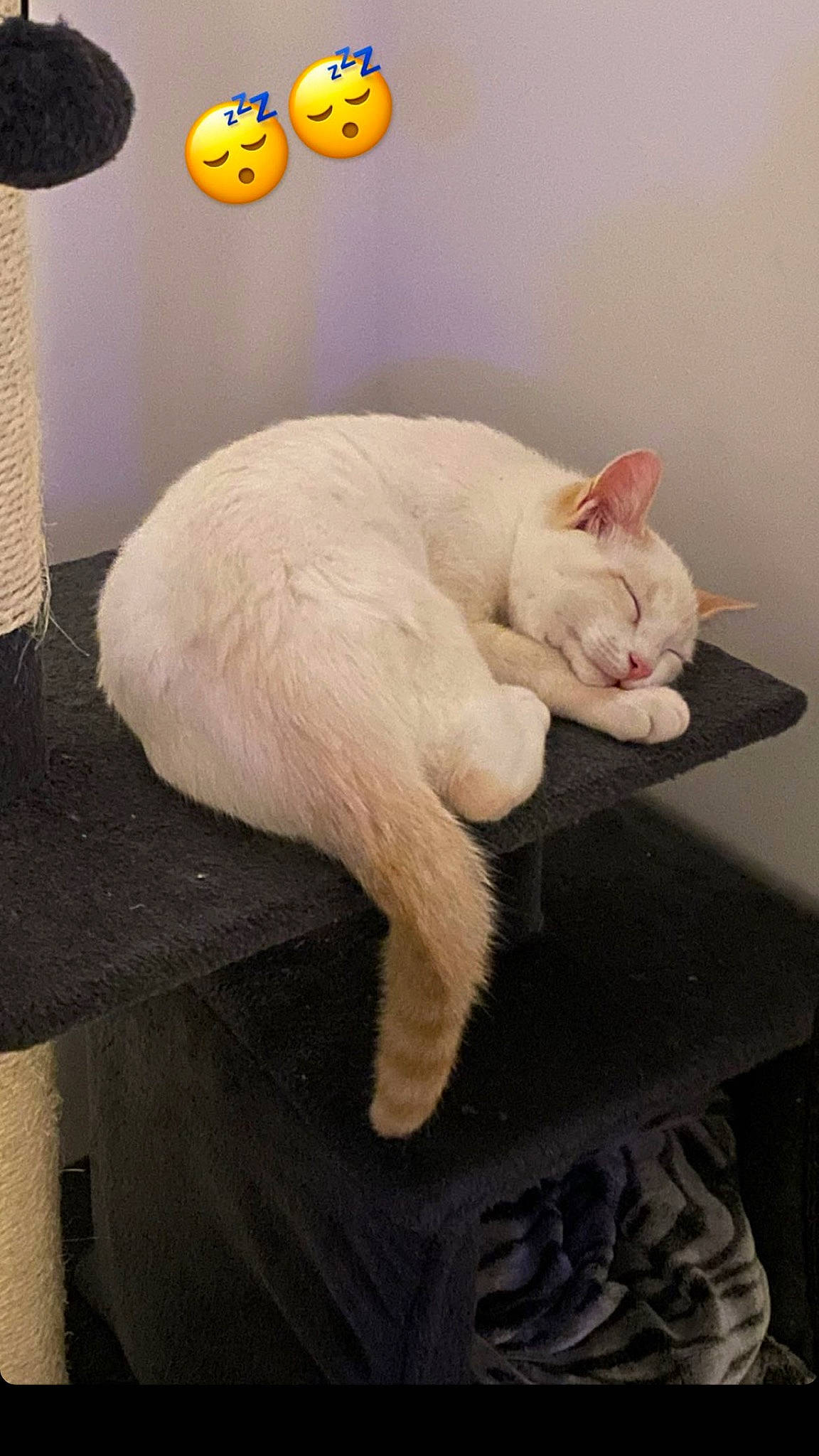 Rapsodie participe au concours pour gagner de l'argent avec cette photo : calabaza, carnivore, cat, emoticon, facial_expression, felidae, fur, home_accessories, lamp, orange, paw, peach, small_to_medium_sized_cats, smiley, snout, tail, vertebrate, whiskers