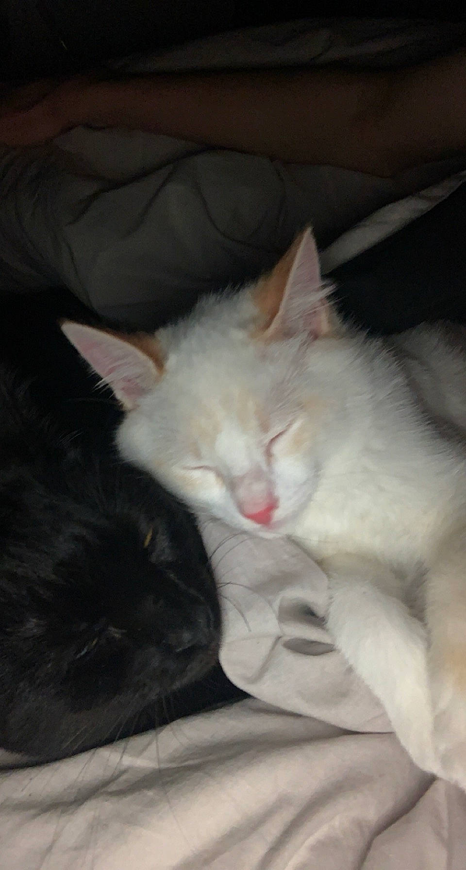 Rapsodie participe au concours pour gagner de l'argent avec cette photo : carnivore, cat, comfort, felidae, fur, nap, sleep, small_to_medium_sized_cats, vertebrate, whiskers