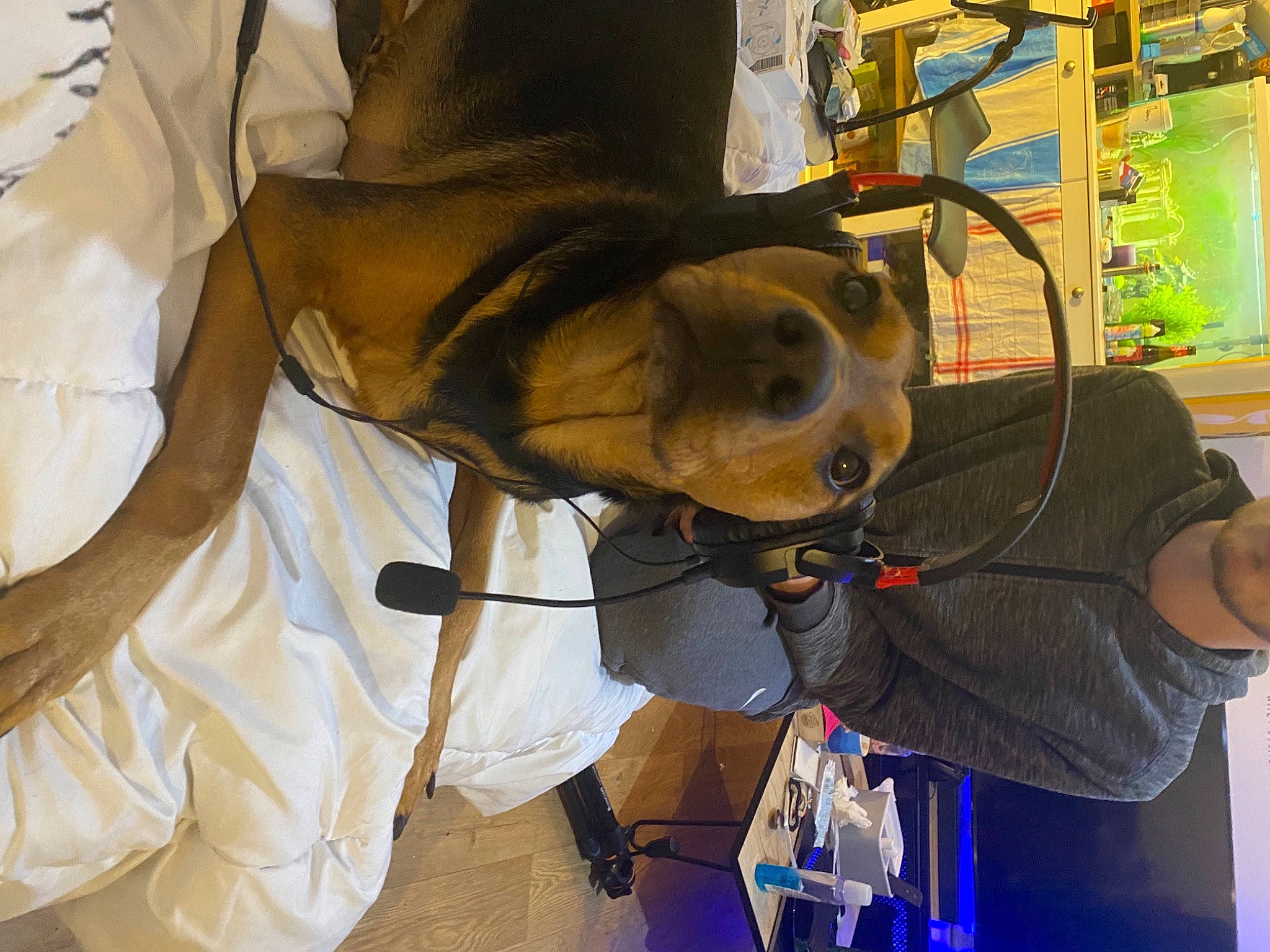 Opaline participe au concours pour gagner de l'argent avec cette photo : dog_breed, service, working_animal