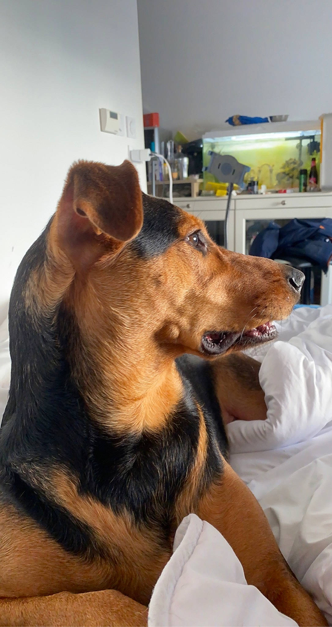 Opaline participe au concours pour gagner de l'argent avec cette photo : bed, bed_sheet, brown, canidae, carnivore, comfort, companion_dog, dog, dog_breed, fawn, fur, guard_dog, kitchen_appliance, linens, paw, shelf, snout, sporting_group, vertebrate, working_animal