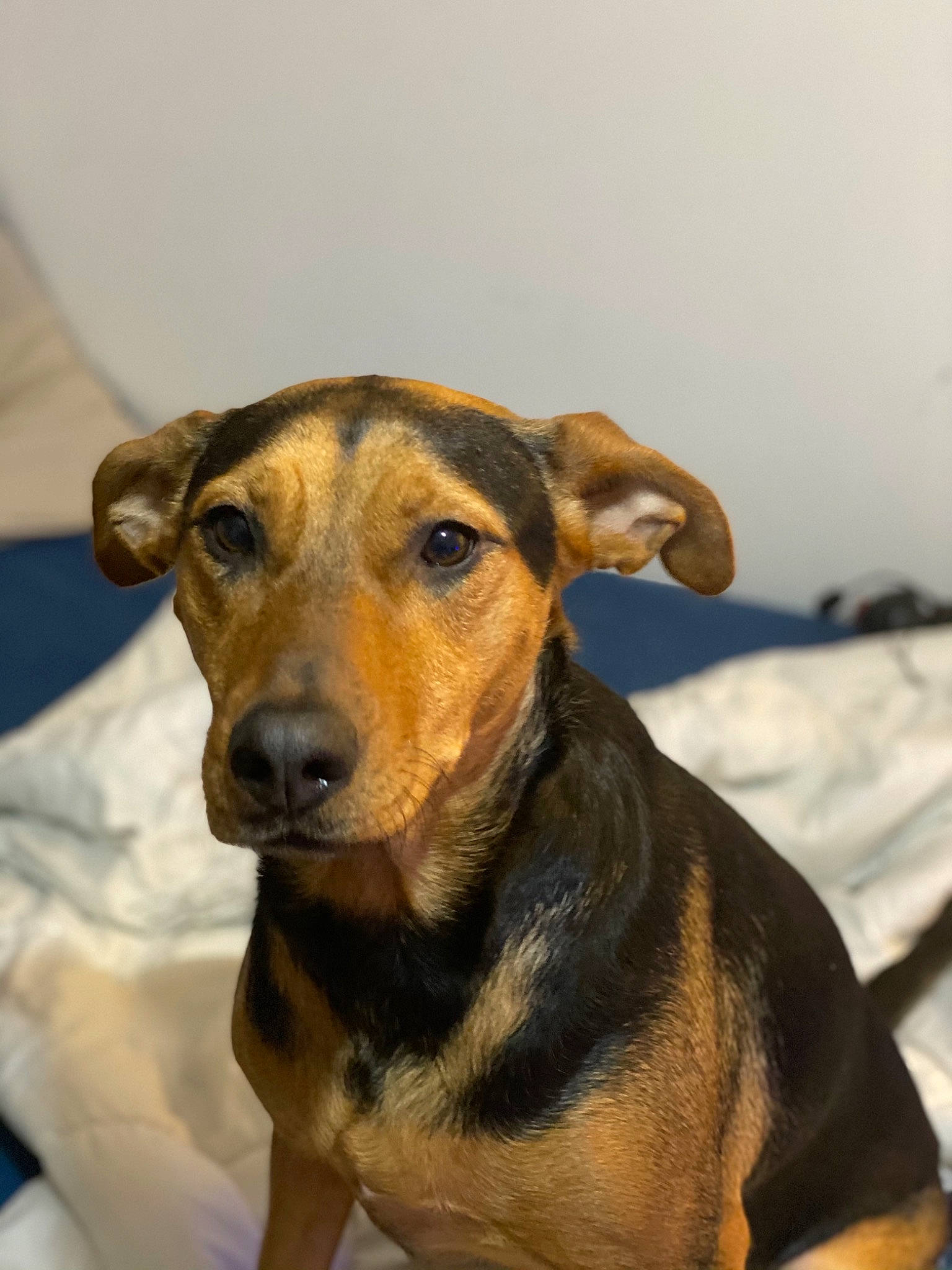 Opaline a rejoint le concours — aidez-le/la à gagner de superbes lots ! beige, canidae, carnivore, companion_dog, dog, dog_breed, dog_supply, fawn, pet_supply, snout, sporting_group, whiskers, working_animal, working_dog