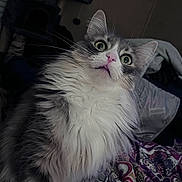 Takoda joined the competition — help win amazing prizes! animal, bedroom, blanket, cat, close_up, cute, dim_light, domestic_cat, feline, fluffy, fur, gray, house_pet, indoor, patterned_blanket, pet, surprised_expression, whiskers, white, wide_eyes