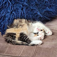 Koko joined the competition — help win amazing prizes! animal, blue_blanket, brown, cat, couch, cozy, cute, feline, fur, indoor, kitten, paws, pet, playful, resting, sleepy, small, stretching, tabby, whiskers